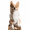 Corgi Lifesize Cardboard Cutout 76cm – Next Day Delivery -PartyVibe Store Corgi Cutout